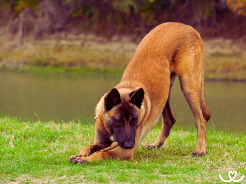 Plemeno-belgicky-ovcak-malinois (11)